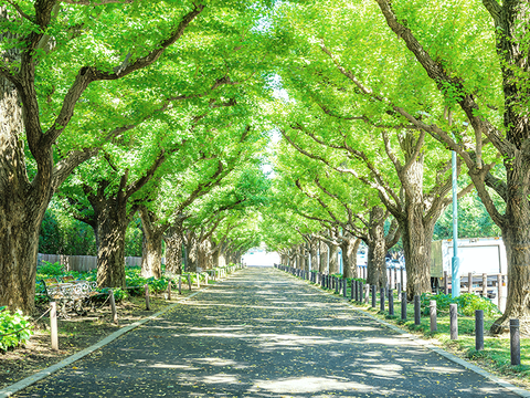 街路樹・鉄道