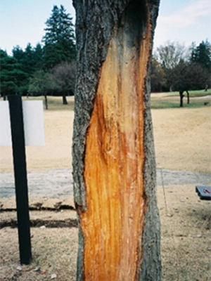 公園・芝生地